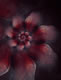 Black Magnolia